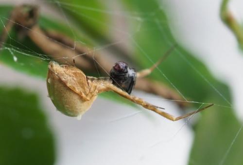 Uloborus walckenaerius